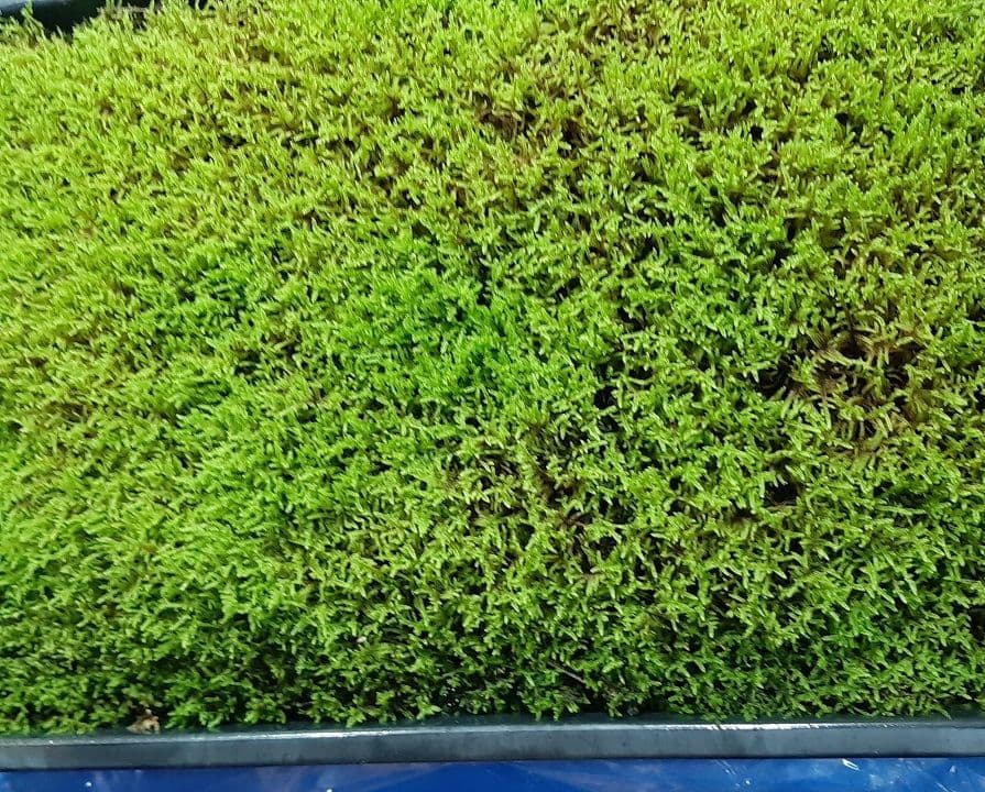 販売再開☆継足品☆10個セット◎ハイ苔5年物◎造園/苔玉☆厚2〜3/長47