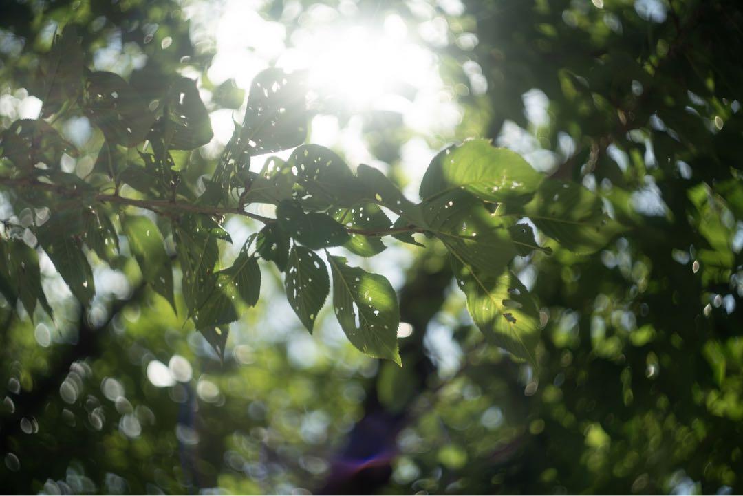 分解清掃済 Helios-44M 58mm f2 ぐるぐるボケ 017