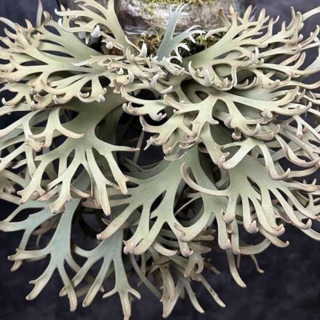 ビカクシダ P.willinckii 'Jenny' TC株 1株 - メルカリ