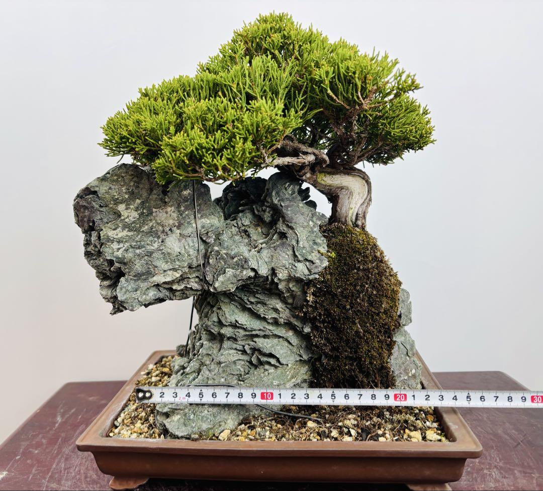 石付き　糸魚川真柏盆栽（１）