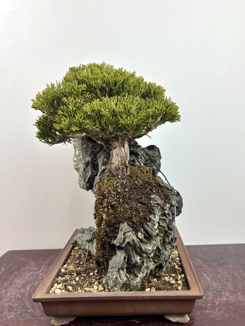 石付き　糸魚川真柏盆栽（１）