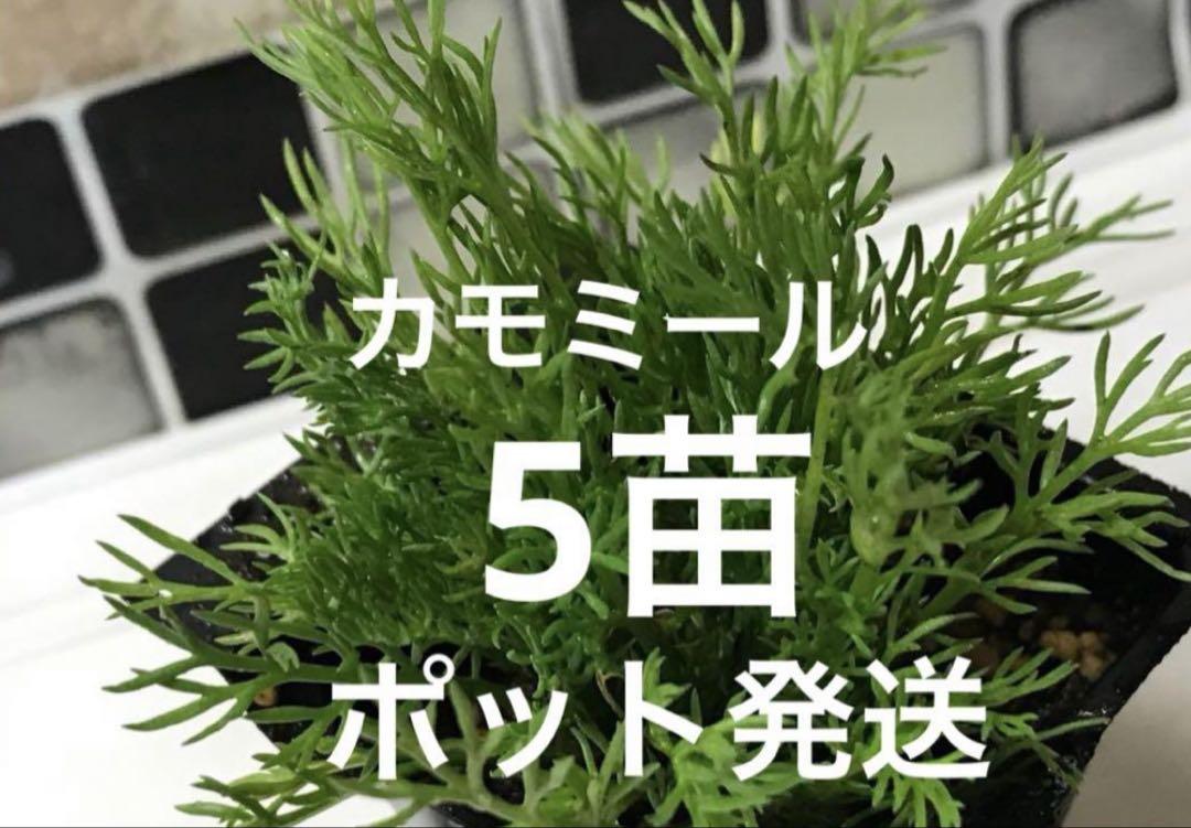 カモミール　ミニ5苗　ポット発送