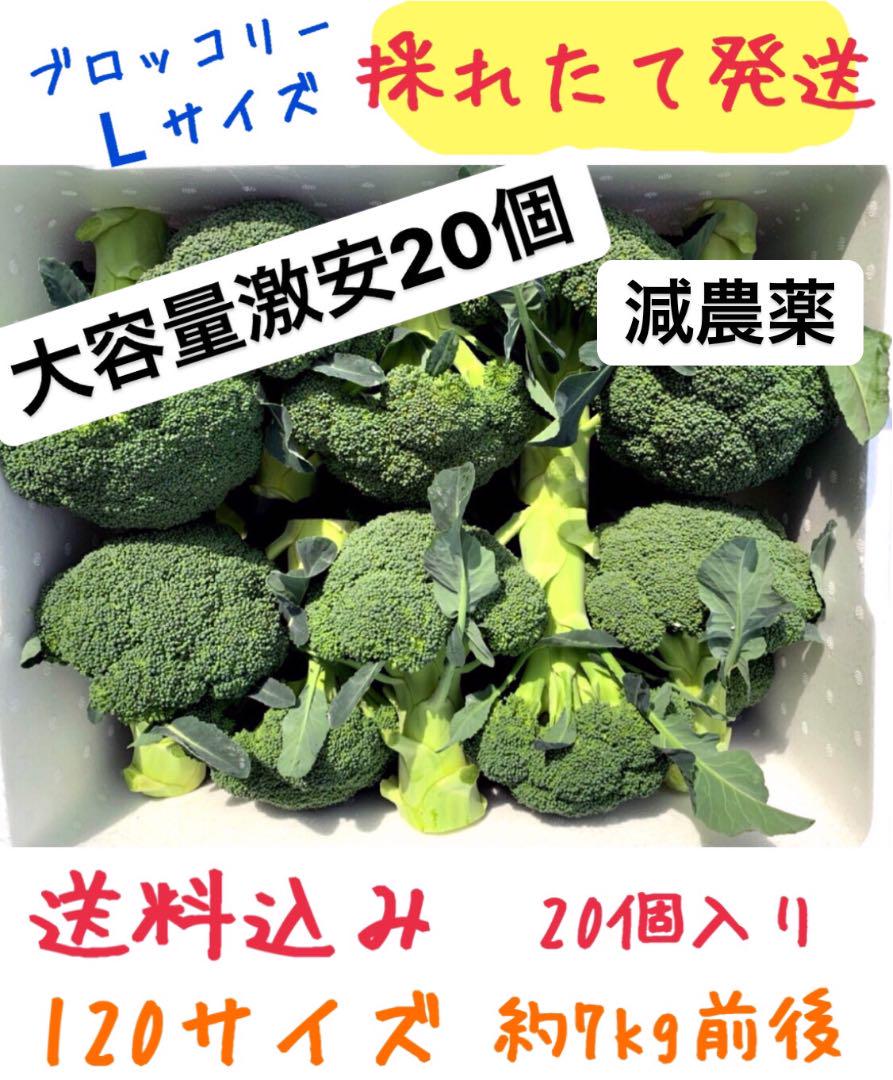 送料無料即納 プロが育てた新鮮ブロッコリー 採れたてぎっしり徳島産 セール25 Off 食品 Crm Wizcore Co Uk