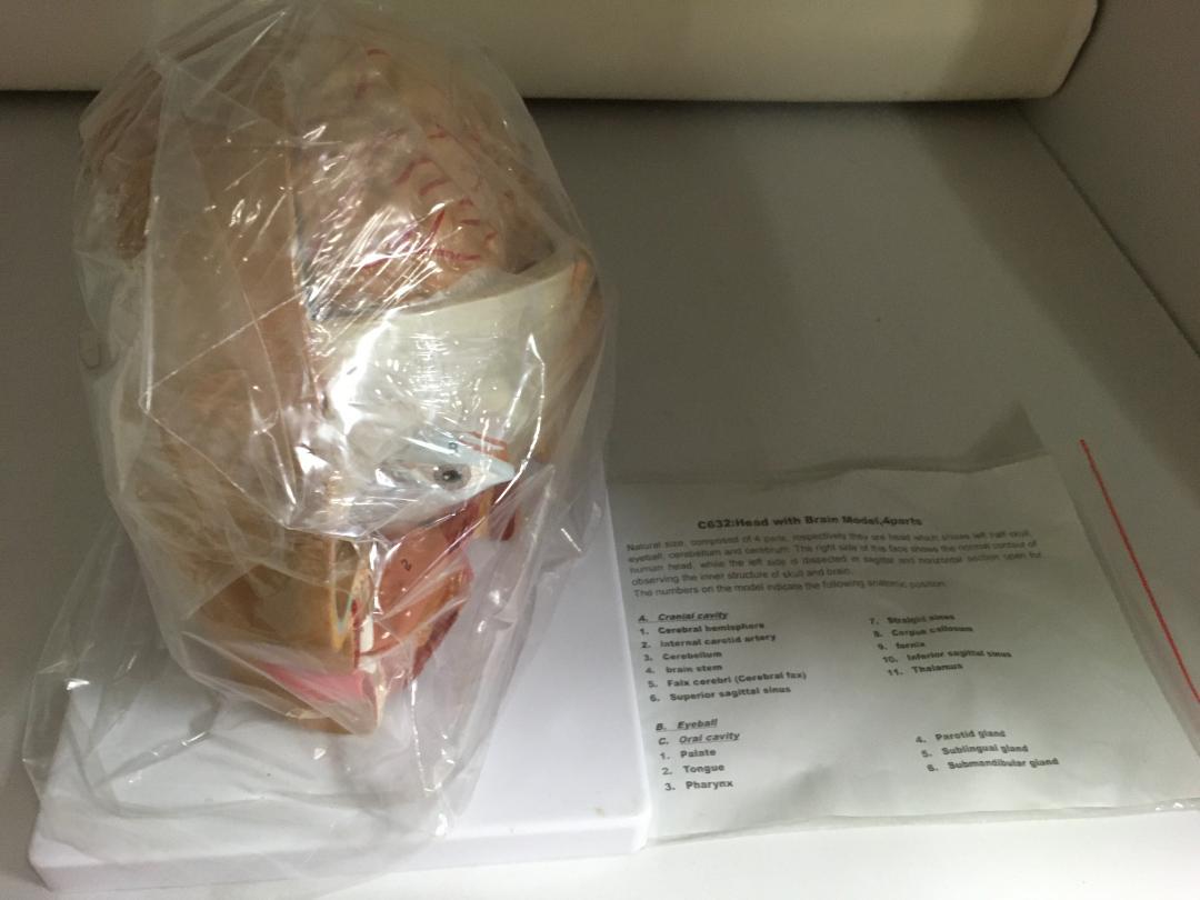 人体模型 脳部と顔面筋肉付き 解剖学的構造 約30cm Amazon | timiland 頭蓋骨模型 頭部神経構造モデル 頭部と顔面筋