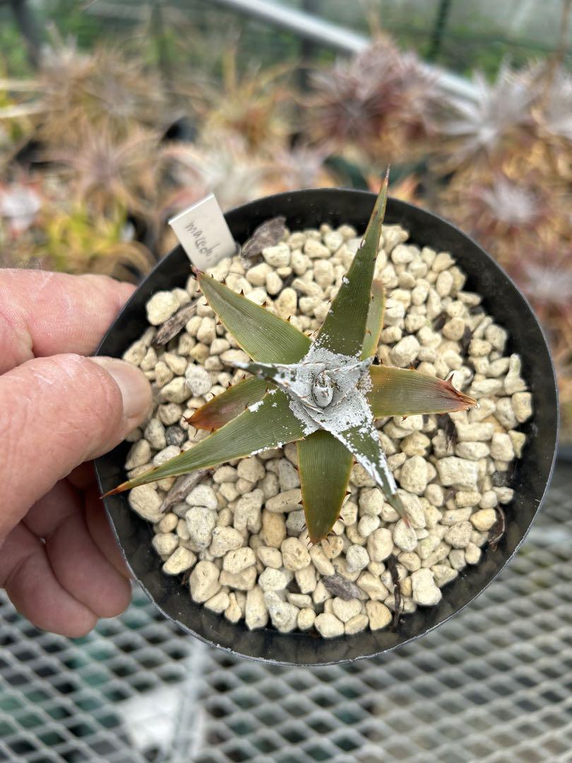 ディッキア Dyckia macedoi, Bill Baker hybrid