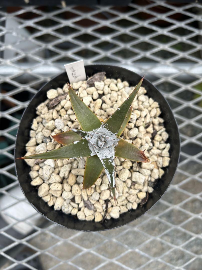 ディッキア Dyckia macedoi, Bill Baker hybrid