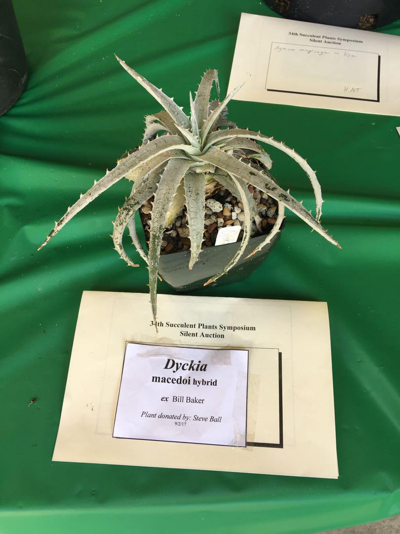 ディッキア Dyckia macedoi, Bill Baker hybrid