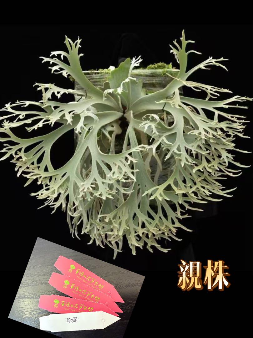 コウ　ビカクシダP.willinckii 'Jenny' TC 焼き板付け ビカクシダ P.willinckii 'Jenny' TC # - メルカリ