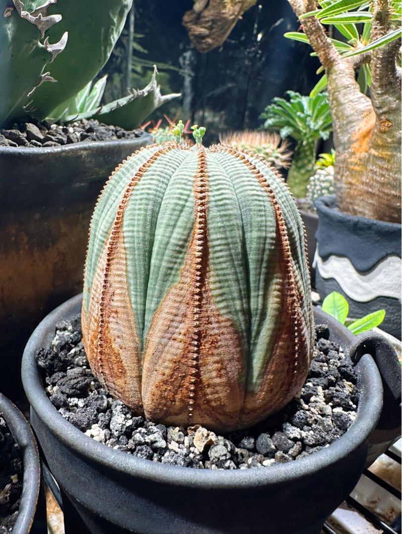 ユーフォルビアオベサ木質化極上株