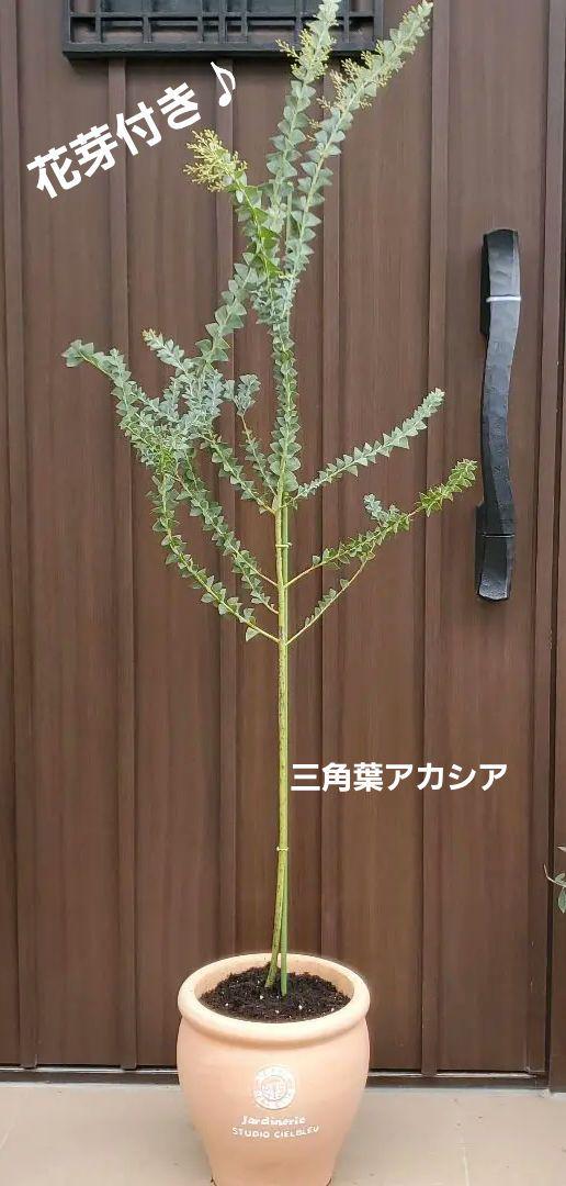 花芽付き♪三角葉アカシア　テラコッタ鉢植え　大苗　ミモザ　オージープランツ