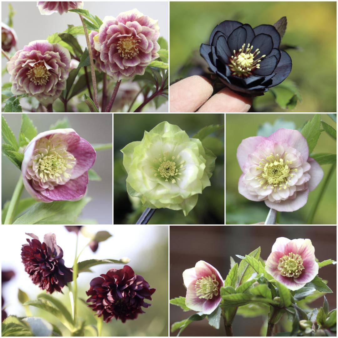 ぽんた クリスマスローズ 苗 来季開花予定苗セット