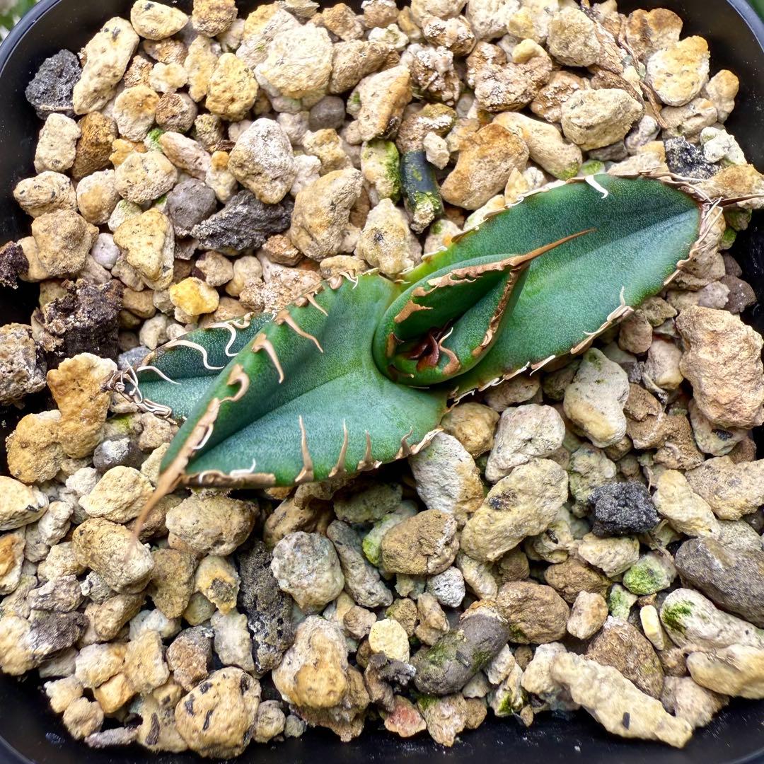 アガベ チタノタ