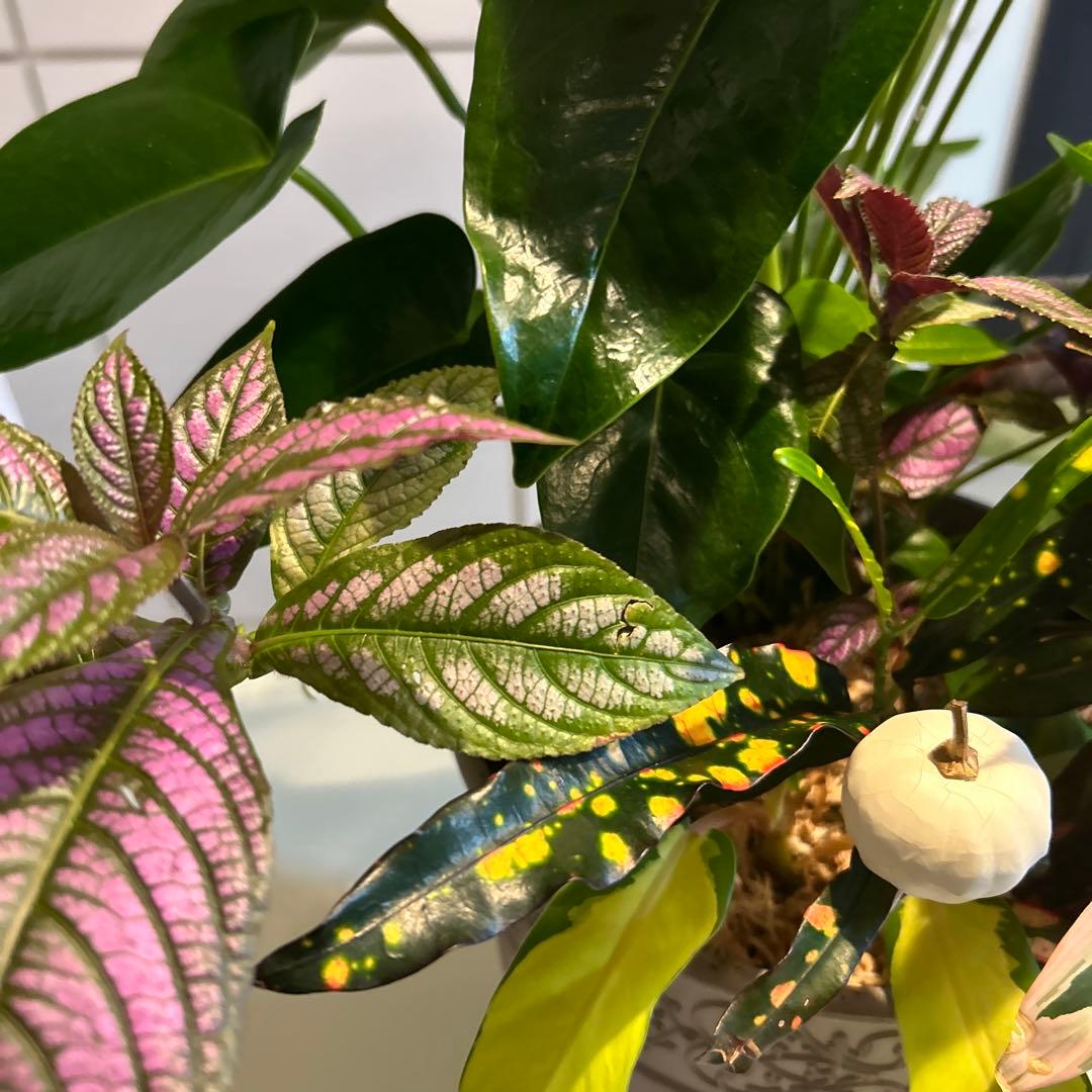 ハロウィン寄せ植え グレー鉢目立った傷や汚れなし