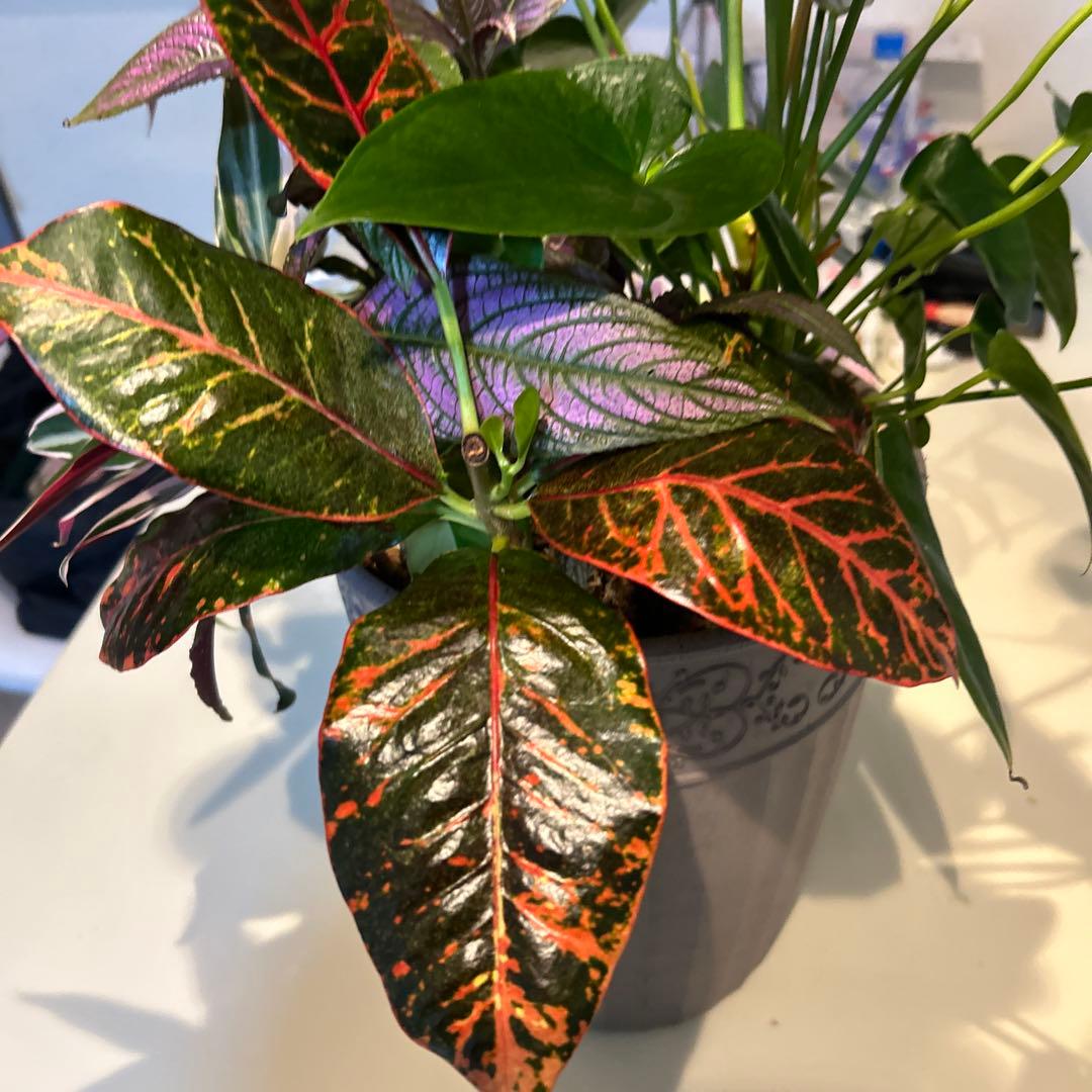 観葉植物 ハロウィン寄せ植え