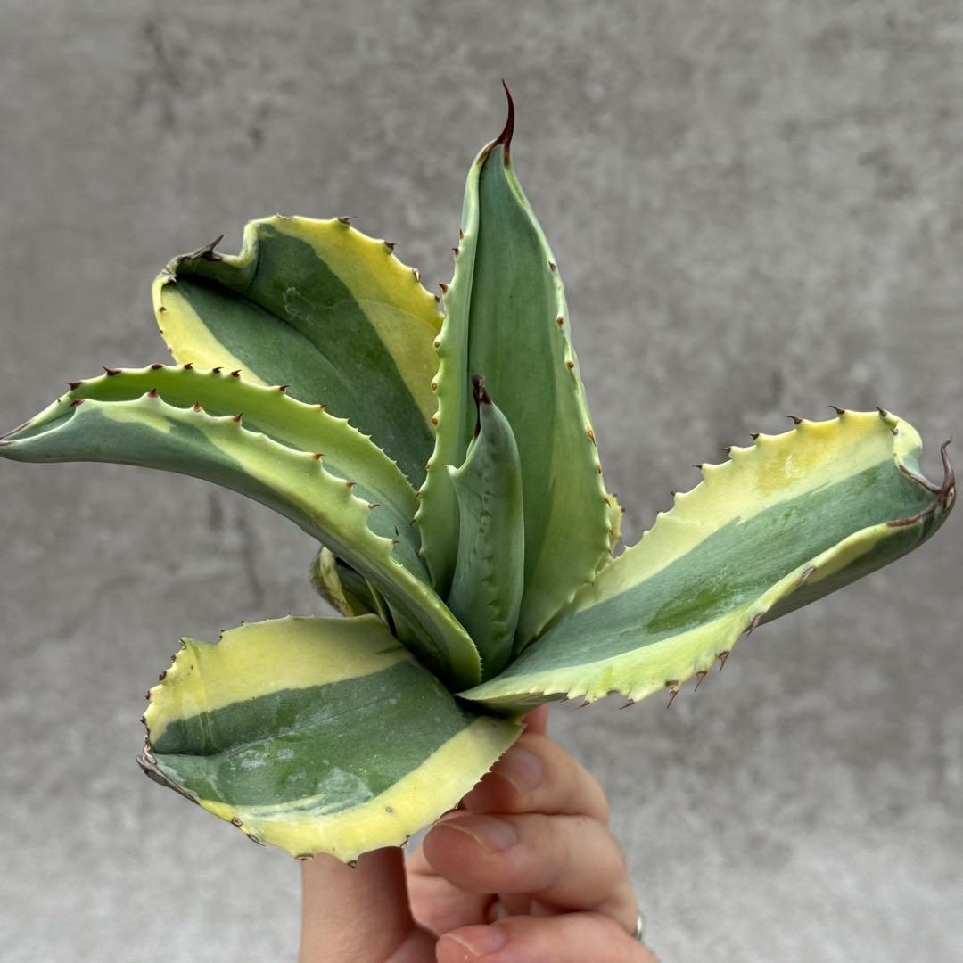 山*男様 多肉植物・アガベ・【特選】・オルカ・斑入り・SSS級美株　コレクション