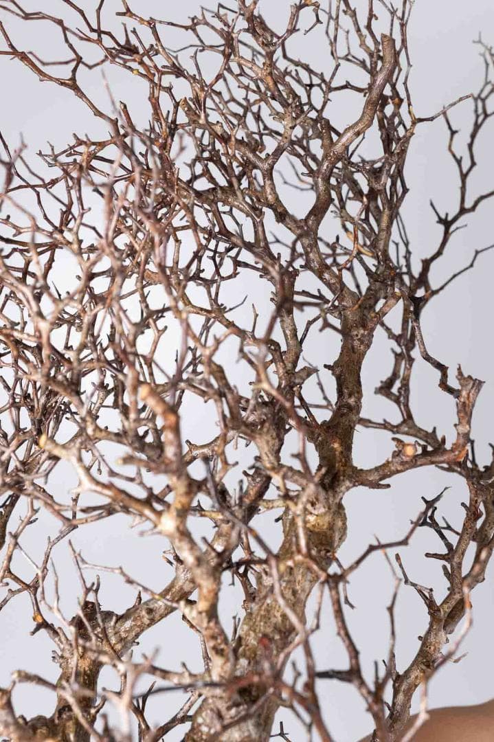 パキプス コーデックス