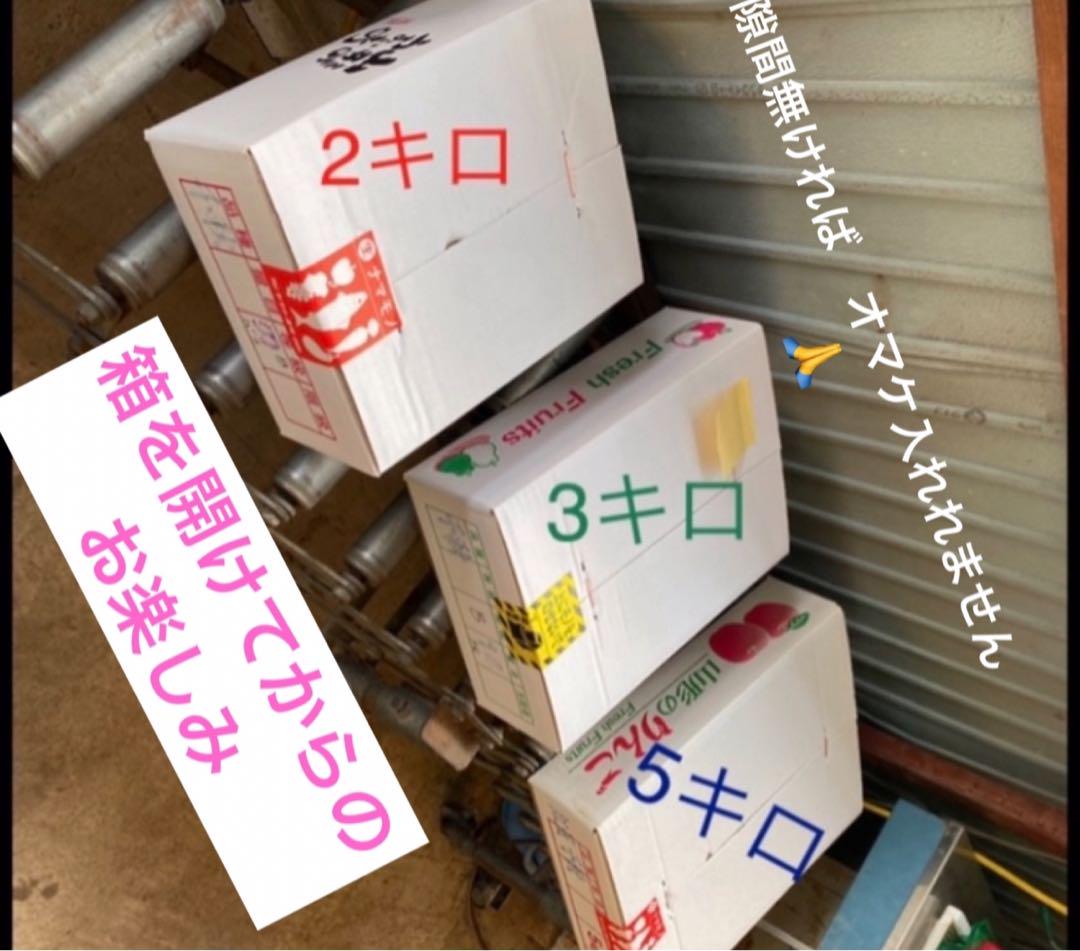 n. kayoko減農薬栽ラフランス❣️3L玉贈答　3k箱二箱