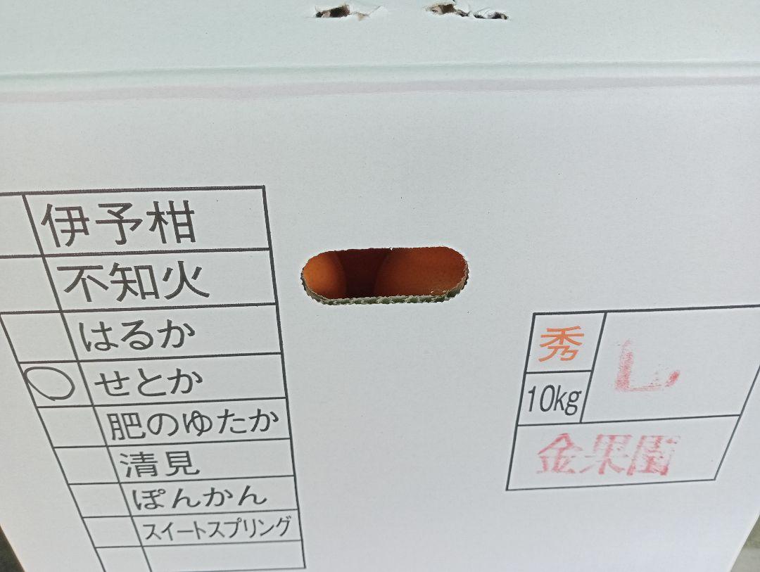せとか2Lサイズ