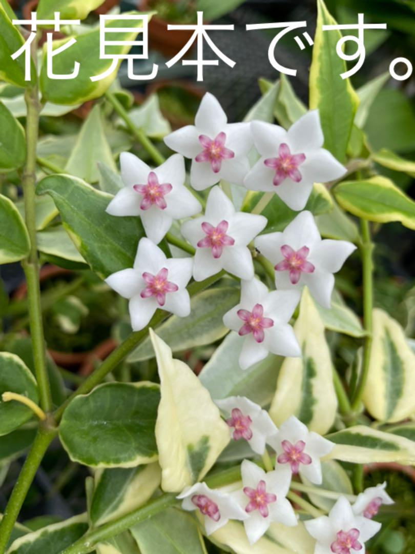 755 斑入り　ホヤ　セブンスター　Hoya 