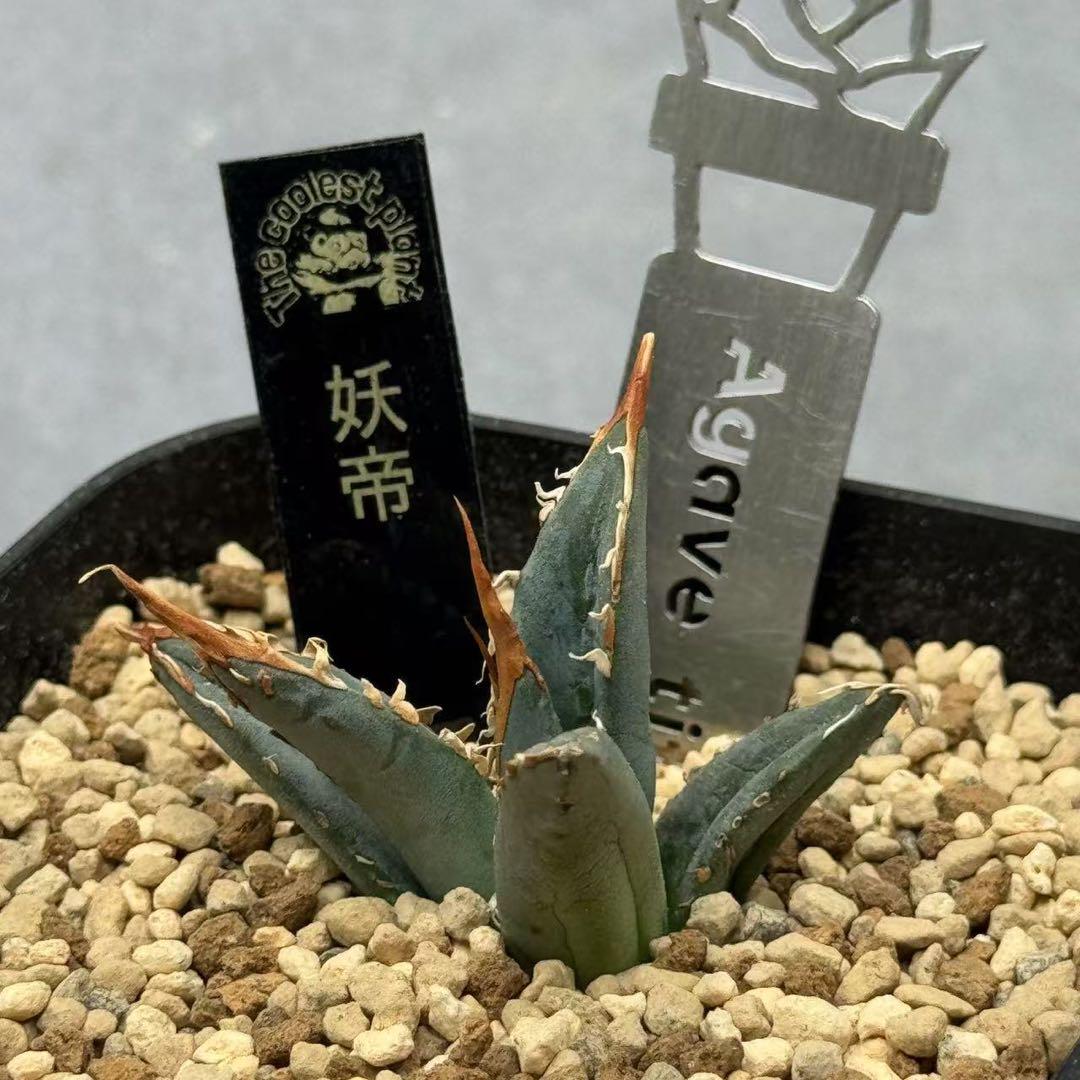R*.様 多肉植物・アガベ 【妖帝】 エボリスピナX帝君の交雑種・ブツブツ・ハイ 多肉植物・アガベ 【妖帝】 エボリスピナX帝君の交雑種