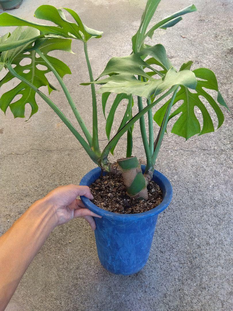 楽天市場】観葉植物 大型 モンステラ・デリシオーサ（根上がり