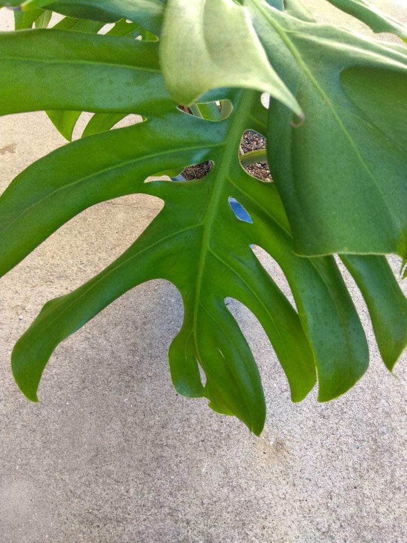 らいむ　モンステラ　デリシオーサ　7号鉢つき　2株植え❗深穴あき❗大型種❗ モンステラ デリシオーサ 7号鉢つき 大型種❗ - モンステラ