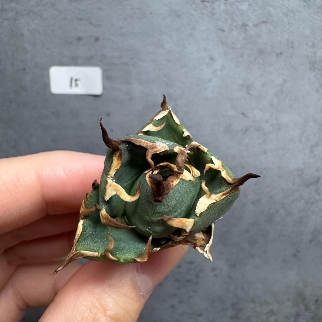 うし子様 リクエスト 4点 まとめ商品