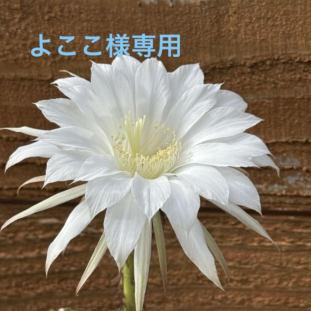 よここ