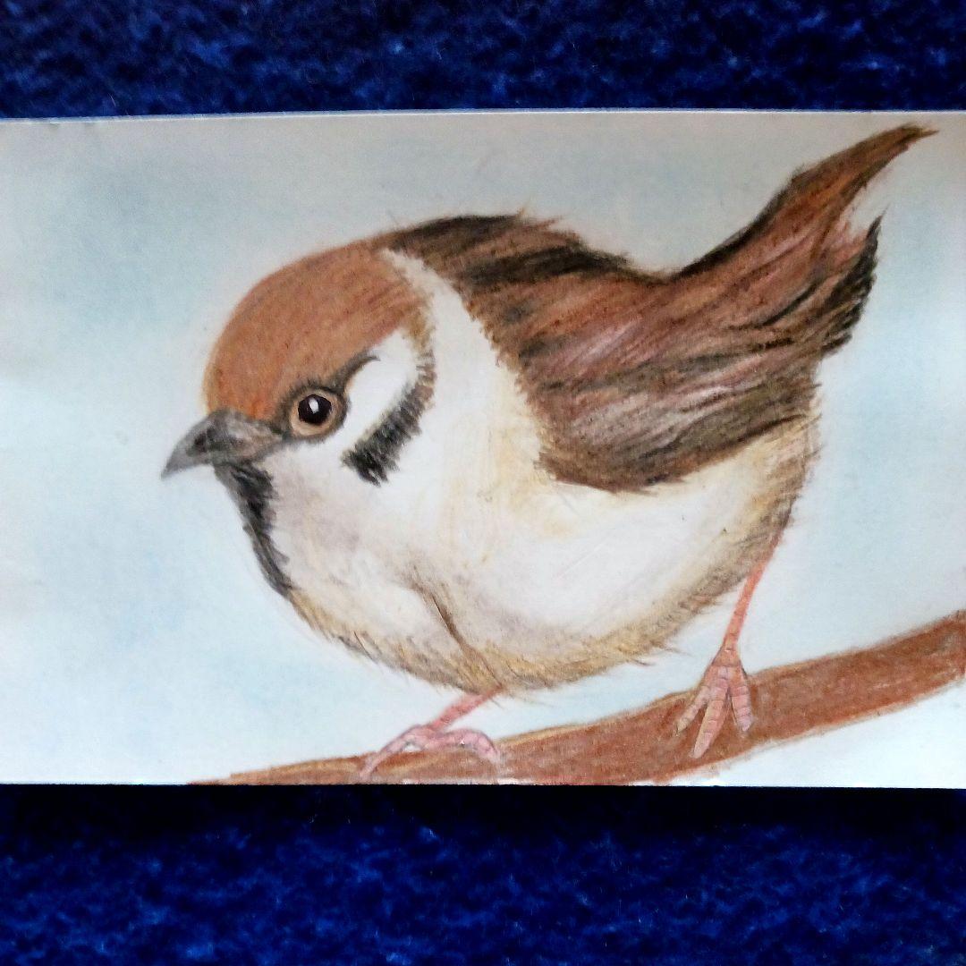 植木スイカ 色鉛筆画 はがきサイズ原画