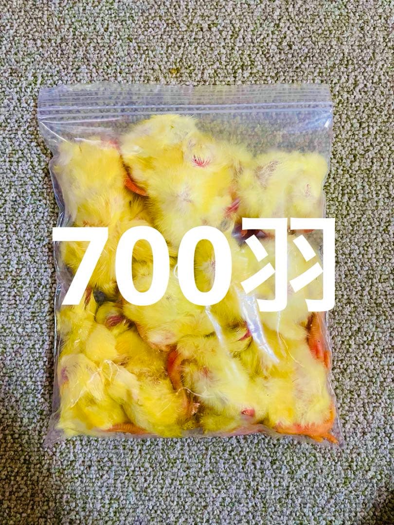 リピート で 10羽 国産 新鮮安全 冷凍ひよこ 700羽新品、♥