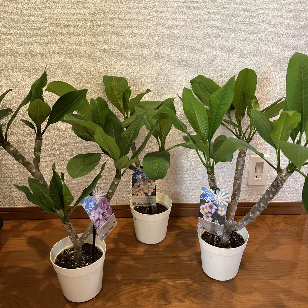 組み合わせ変更可能^ ^ プルメリア　3種セット　5号　3本立ち　4本立ち４