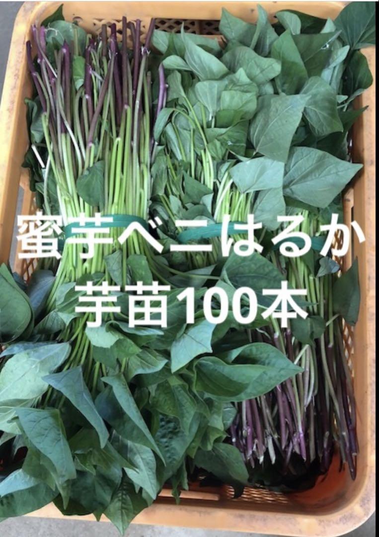 ベニはるか芋苗100本