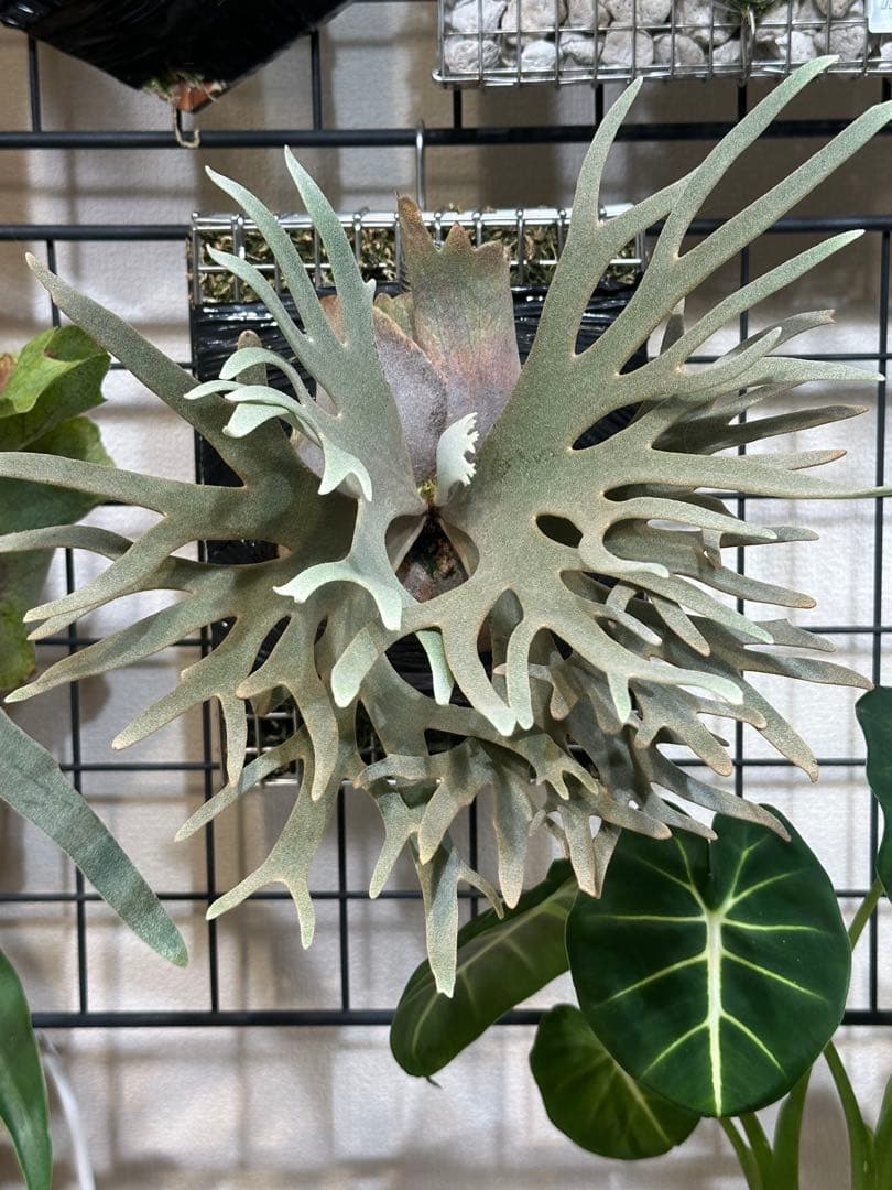 P.Willinkii ジェイドガール