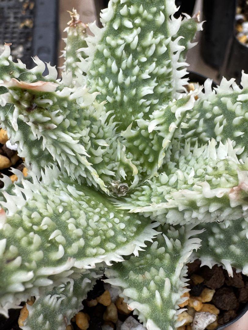 TCTAloe hybrid アロエ　ハイブリッド　第四種 TCTAloe hybrid アロエ ハイブリッド 第四種 （Aloe hybrid