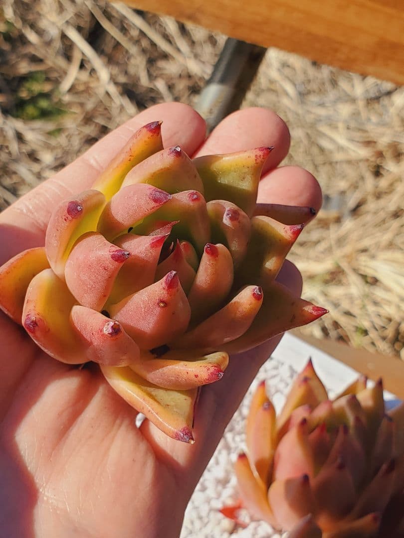 お手頃価格 レッドアンブレラ エケベリア 多肉植物 韓国苗 激レア 新