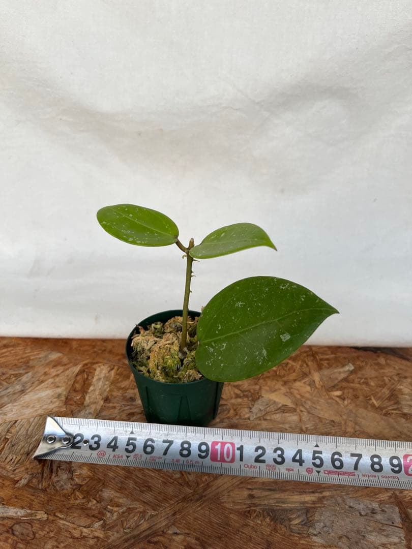 とも様 確認用 ホヤ パラシティカハートリーブススプラッシュ 2寸鉢 とも様 確認用 ホヤ パラシティカハートリーブススプラッシュ 2寸鉢