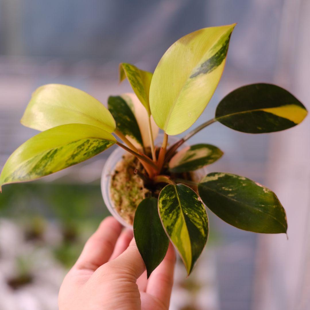 フィロデンドロン・レッドコンゴ/ Philodendron Red Congo⑤