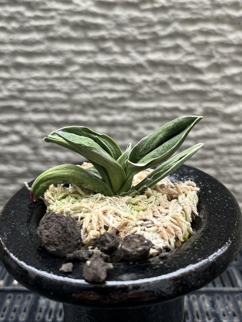 万年青　鸞山　ランザン　羅紗