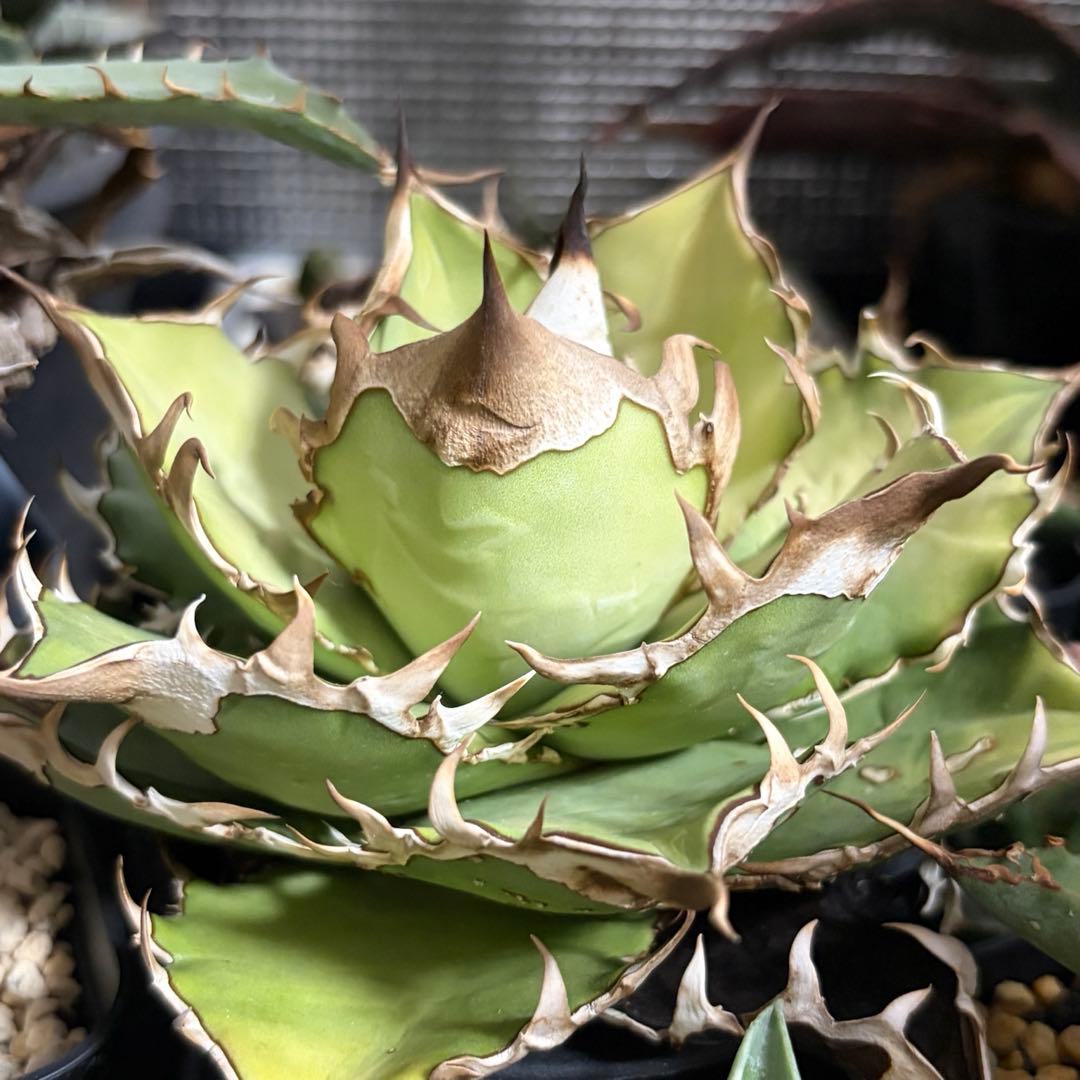 アガベ チタノタ ギロチン 子株 ロウルサンコ選抜実生株 - メルカリ