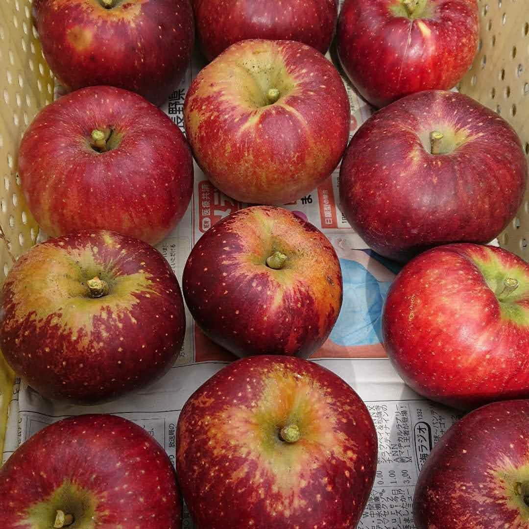 シャキっとジューシー高糖度の甘いリンゴ秋映１０キロ以上！メガ入