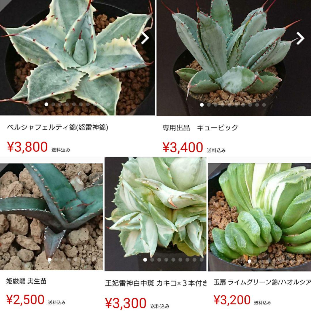 31%割引グリーン系ずっと気になってた 専用出品 キュービック 植物/観葉植物 インテリア小物グリーン系-GOLDENAGEE.COM 31%割引グリーン系ずっと気になってた 専用出品 キュービック 植物/観葉植物 インテリア小物グリーン系-GOLDENAGEE.COM
