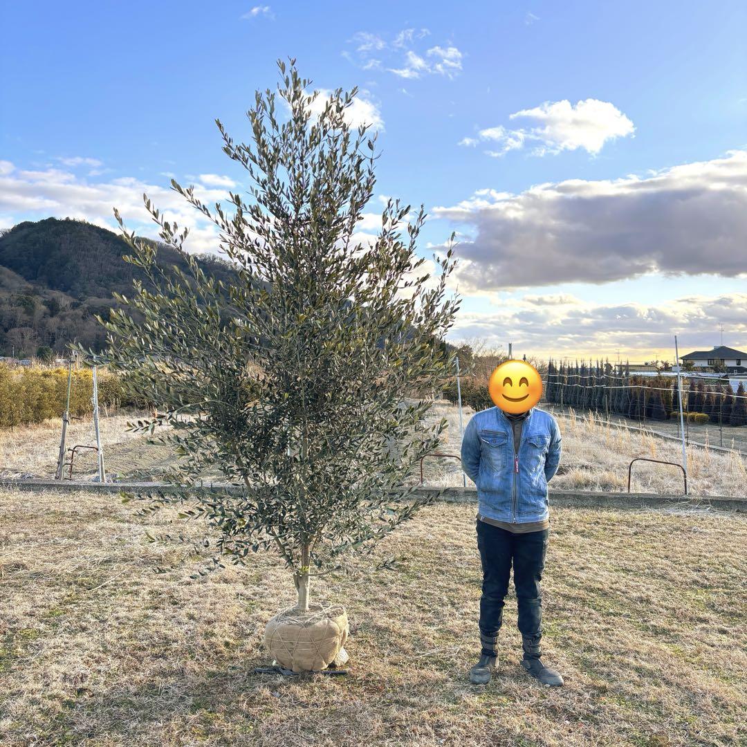 オリーブの木,た植物/観葉植物 シプレッシーノ『綺麗な樹形 オリーブの木,た植物/観葉植物 シプレッシーノ『綺麗な樹形