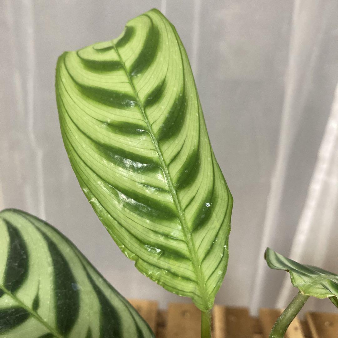 開店記念セール! 【週末セール♡】クテナンテ・ブルレーマルクシー C 株分け苗♡ 植物/観葉植物 開店記念セール! 【週末セール♡】クテナンテ・ブルレーマルクシー C 株分け苗♡ 植物/観葉植物