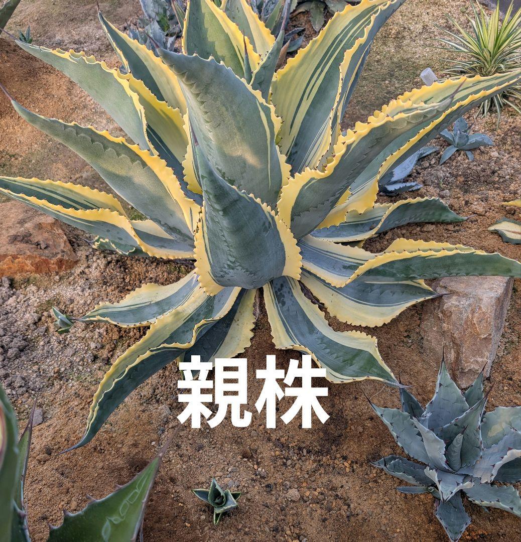 アガベ☆リップルエフェクト
