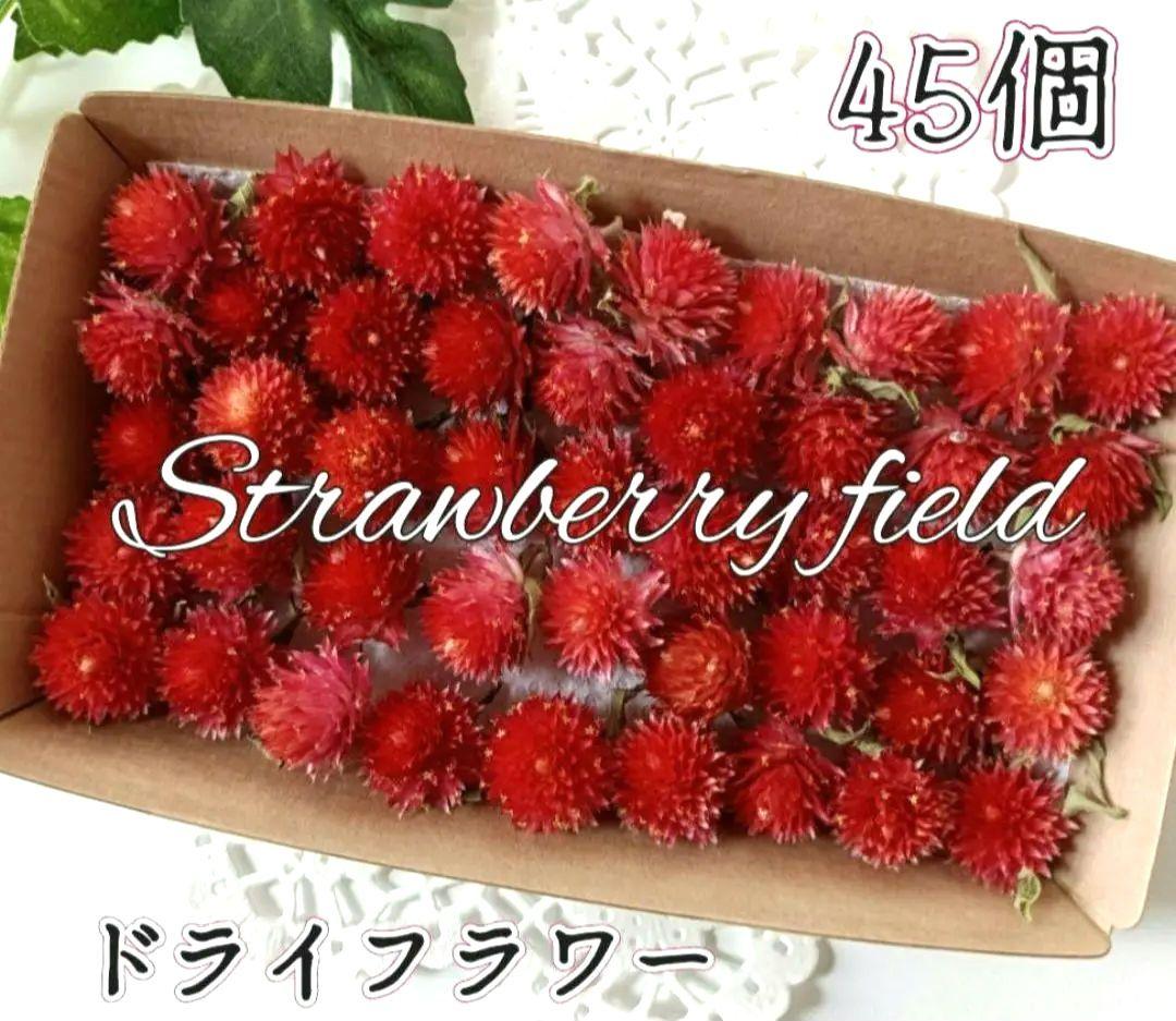 072720 樹脂 ドライフラワー 水中花 帯留 ひろき