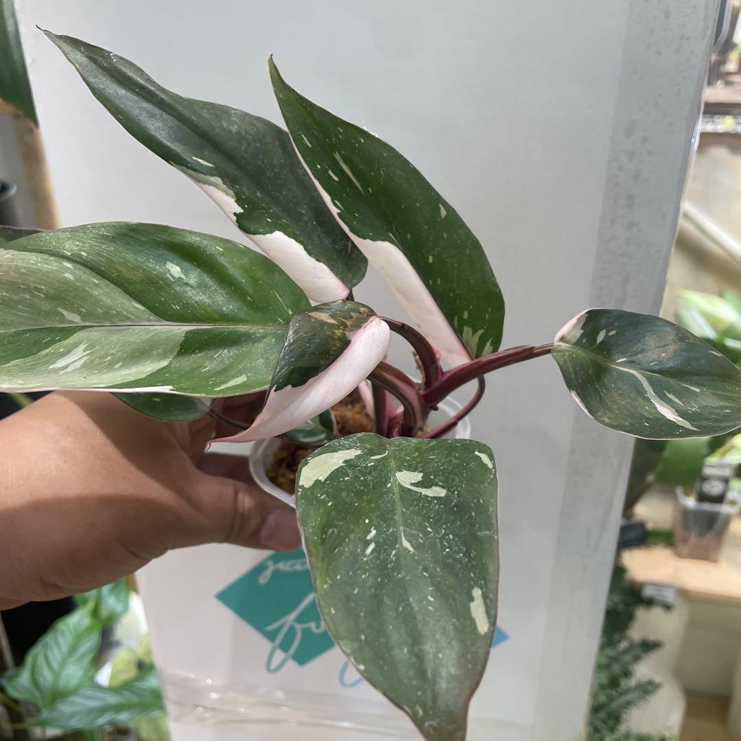 希少　フィロデンドロン　レッドアンダーソンその他観葉植物