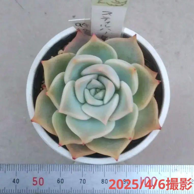94.多肉植物 スティルハート 730円【抜き苗】引っ越しの為販売お休み中