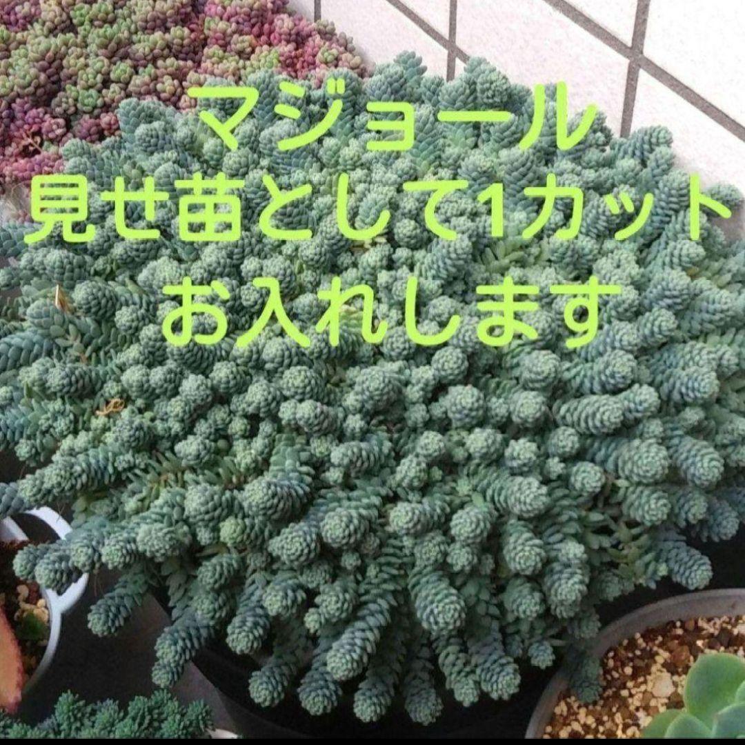 94.多肉植物 スティルハート 730円【抜き苗】引っ越しの為販売お休み中