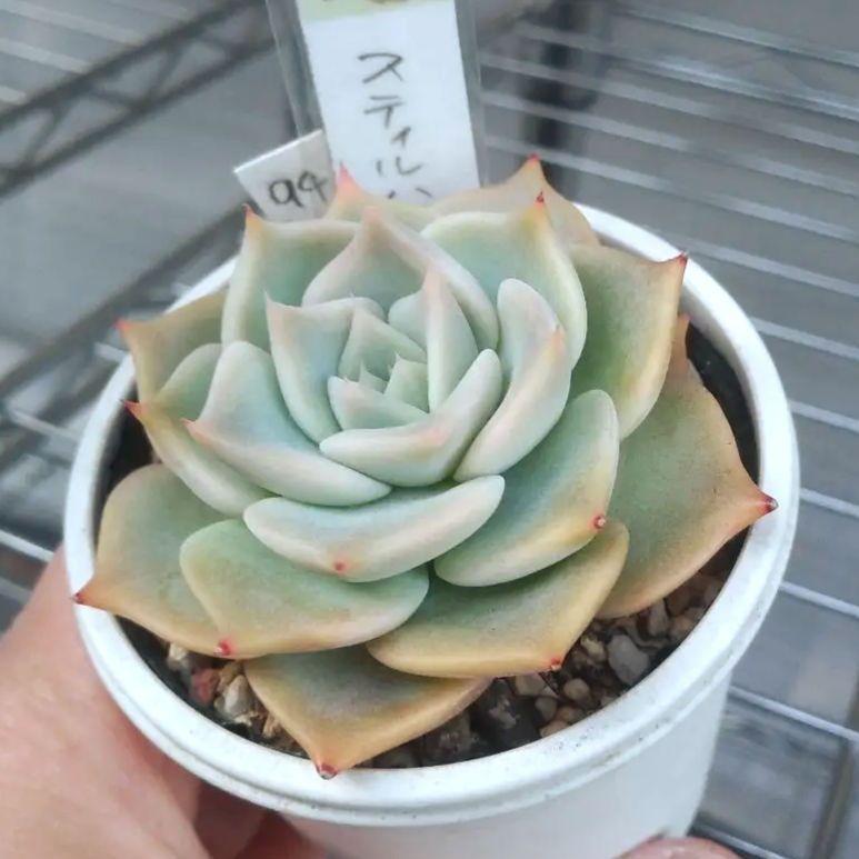 94.多肉植物 スティルハート 730円【抜き苗】引っ越しの為販売お休み中