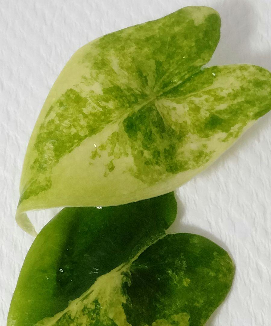 アロカシア ゼブリナ 斑入り Alocasia Zebrina var